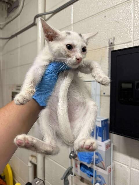 Picture of the Animal Listed