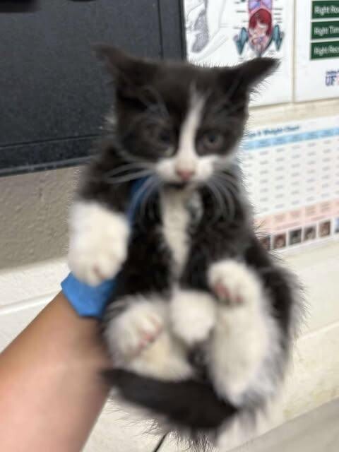 Picture of the Animal Listed