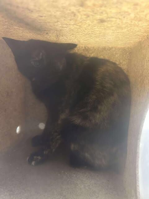Picture of the Animal Listed