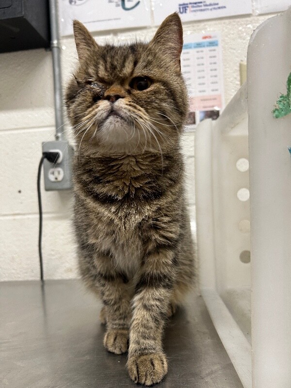 Picture of the Animal Listed