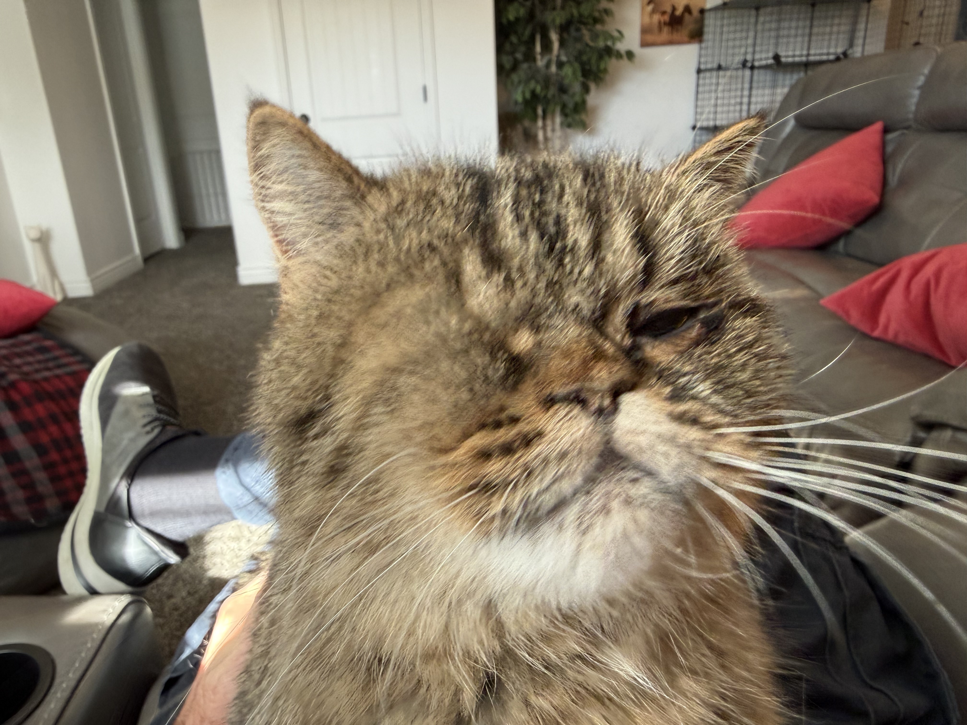 Picture of the Animal Listed