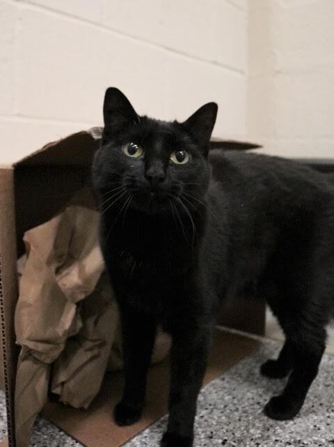 Picture of the Animal Listed