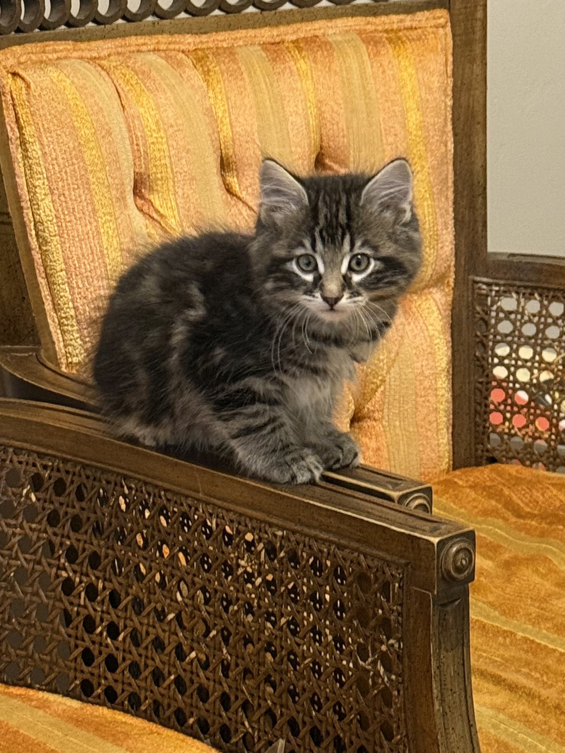 Picture of the Animal Listed