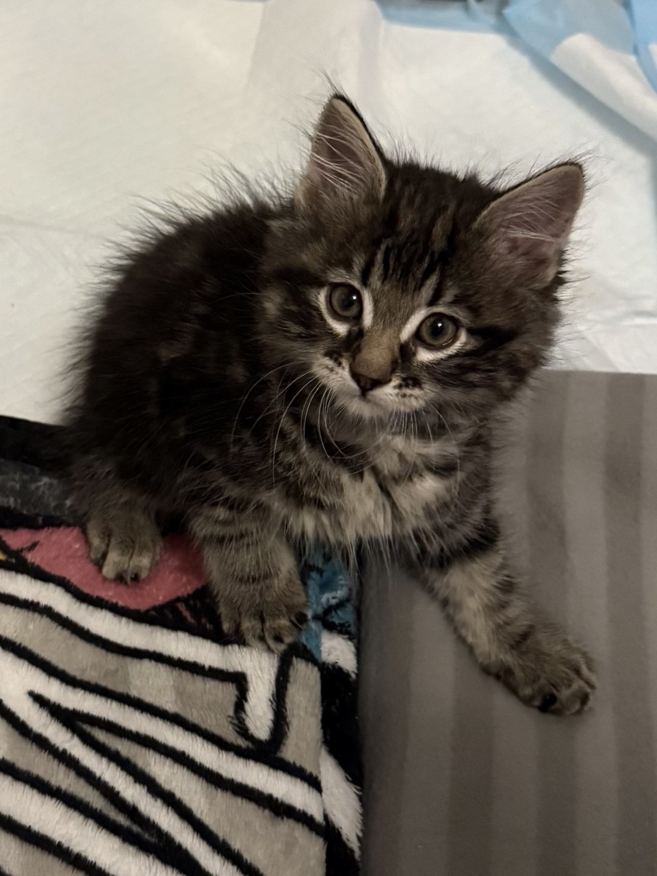 Picture of the Animal Listed