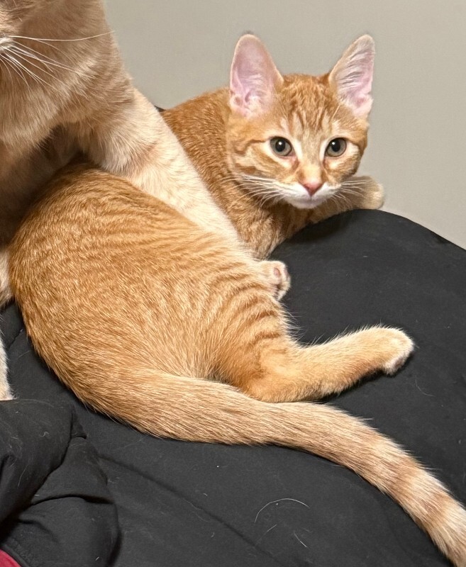 Picture of the Animal Listed