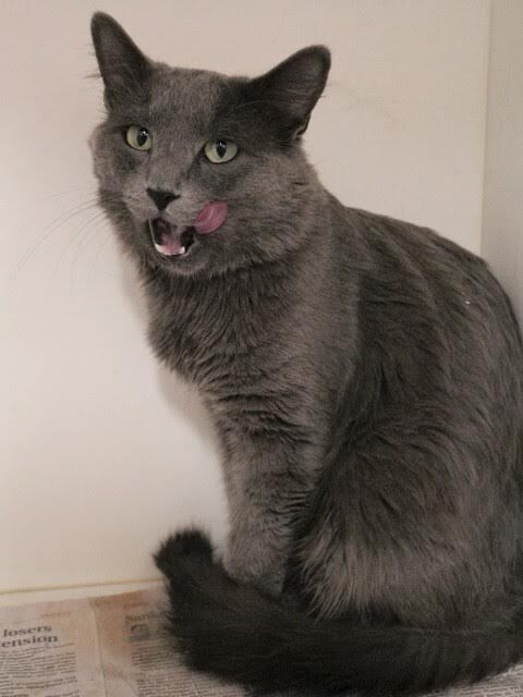 Picture of the Animal Listed