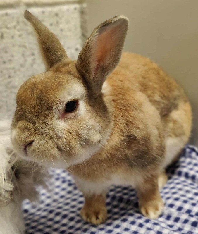 Picture of the Animal Listed