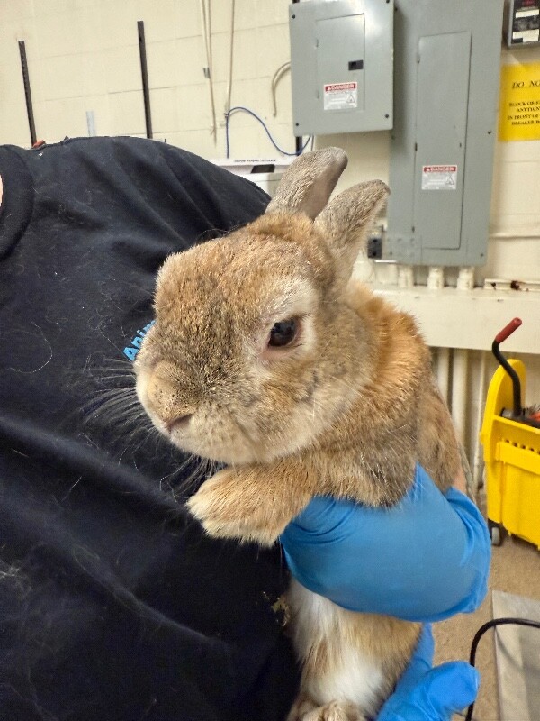 Picture of the Animal Listed