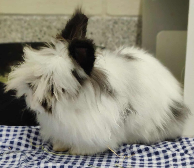 Picture of the Animal Listed
