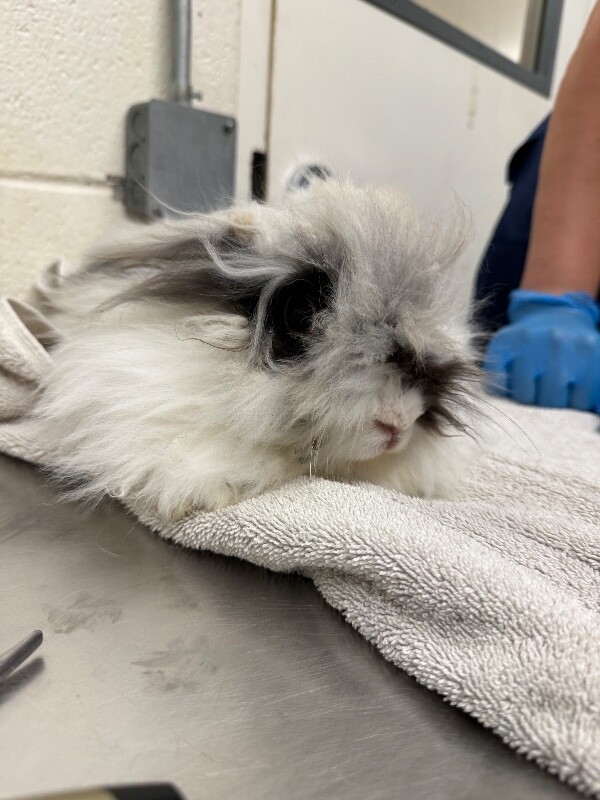 Picture of the Animal Listed