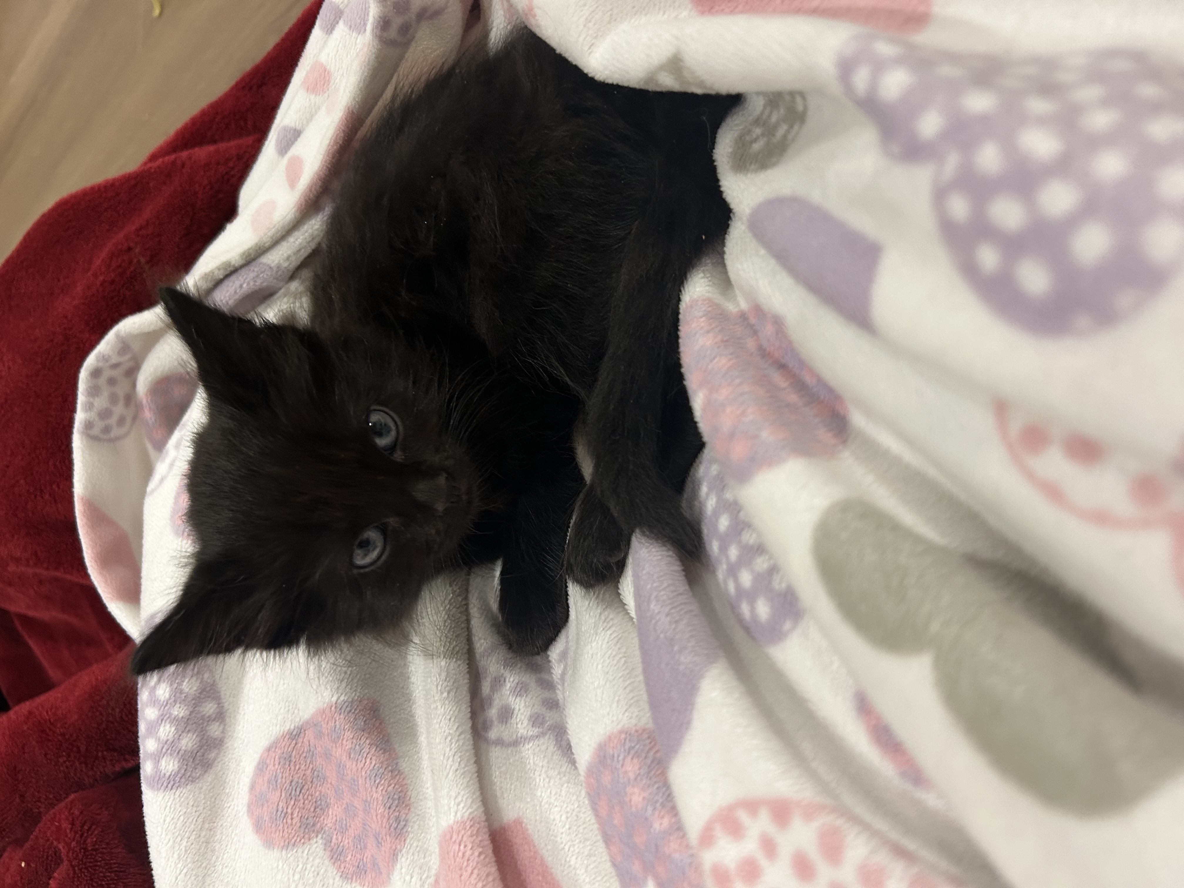 Picture of the Animal Listed
