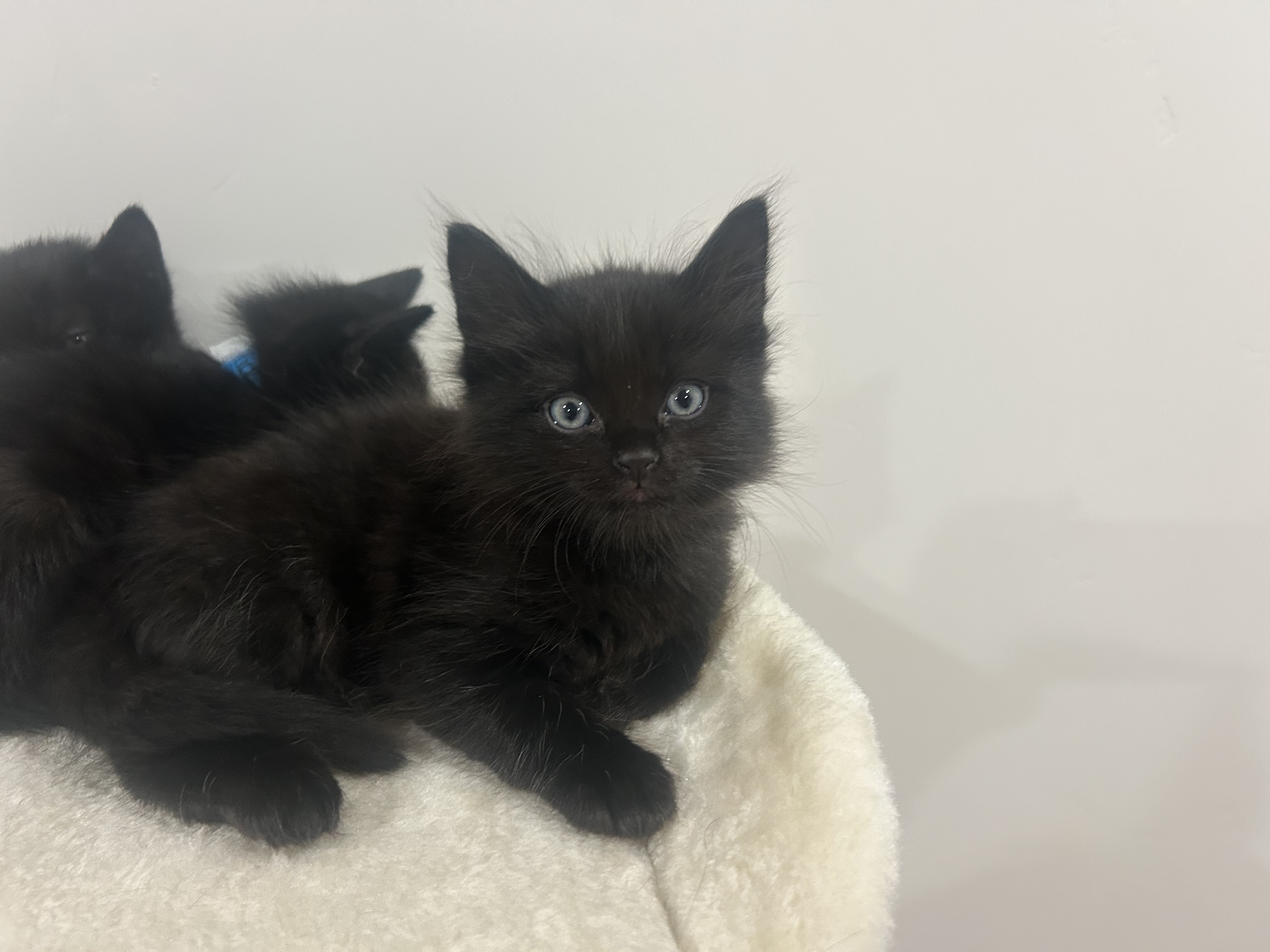 Picture of the Animal Listed