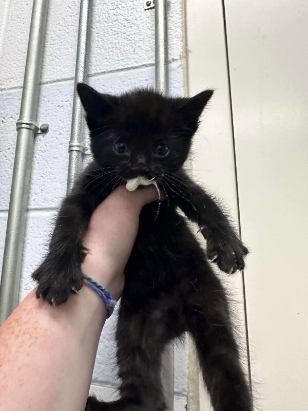 Picture of the Animal Listed