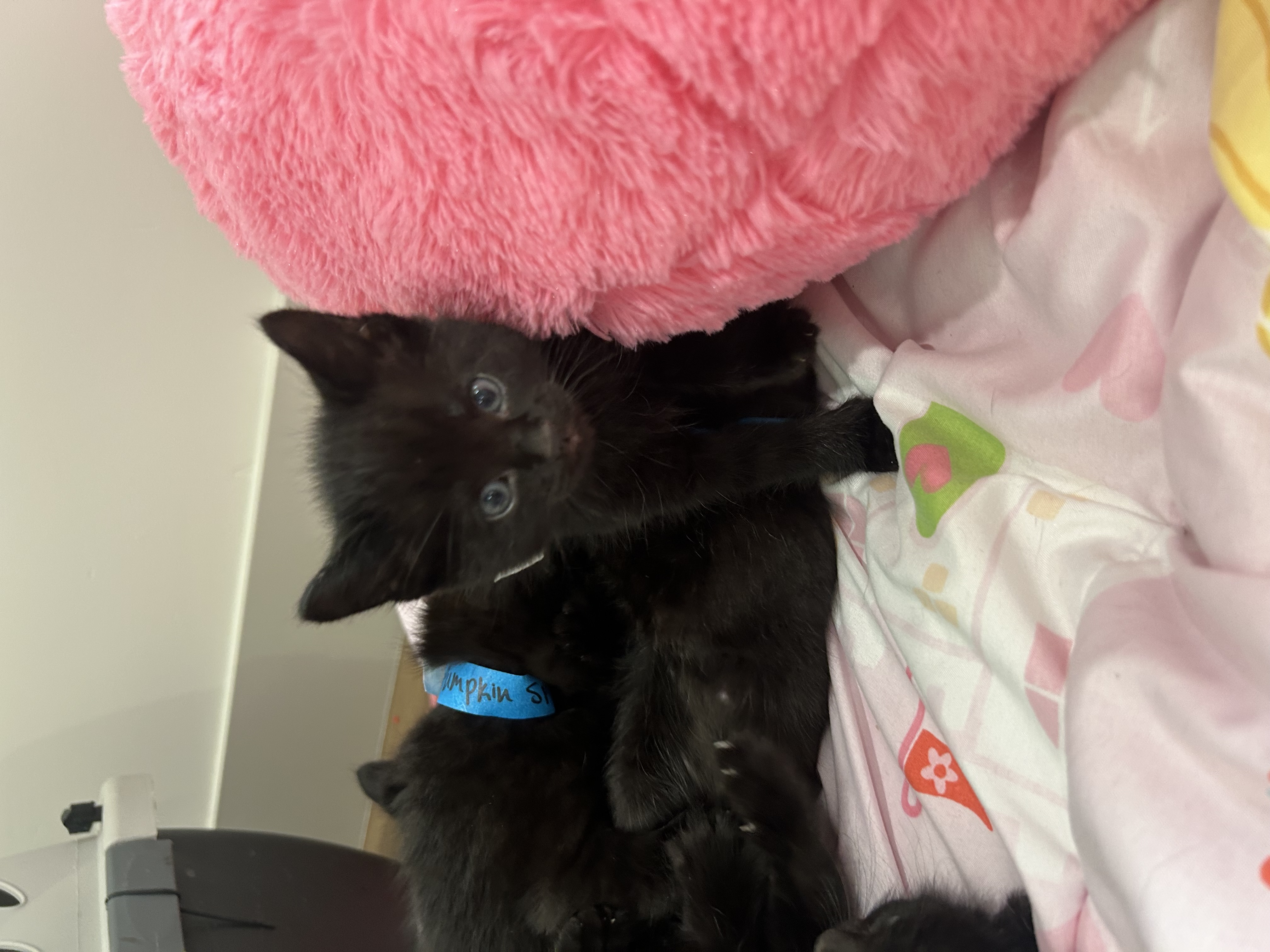 Picture of the Animal Listed