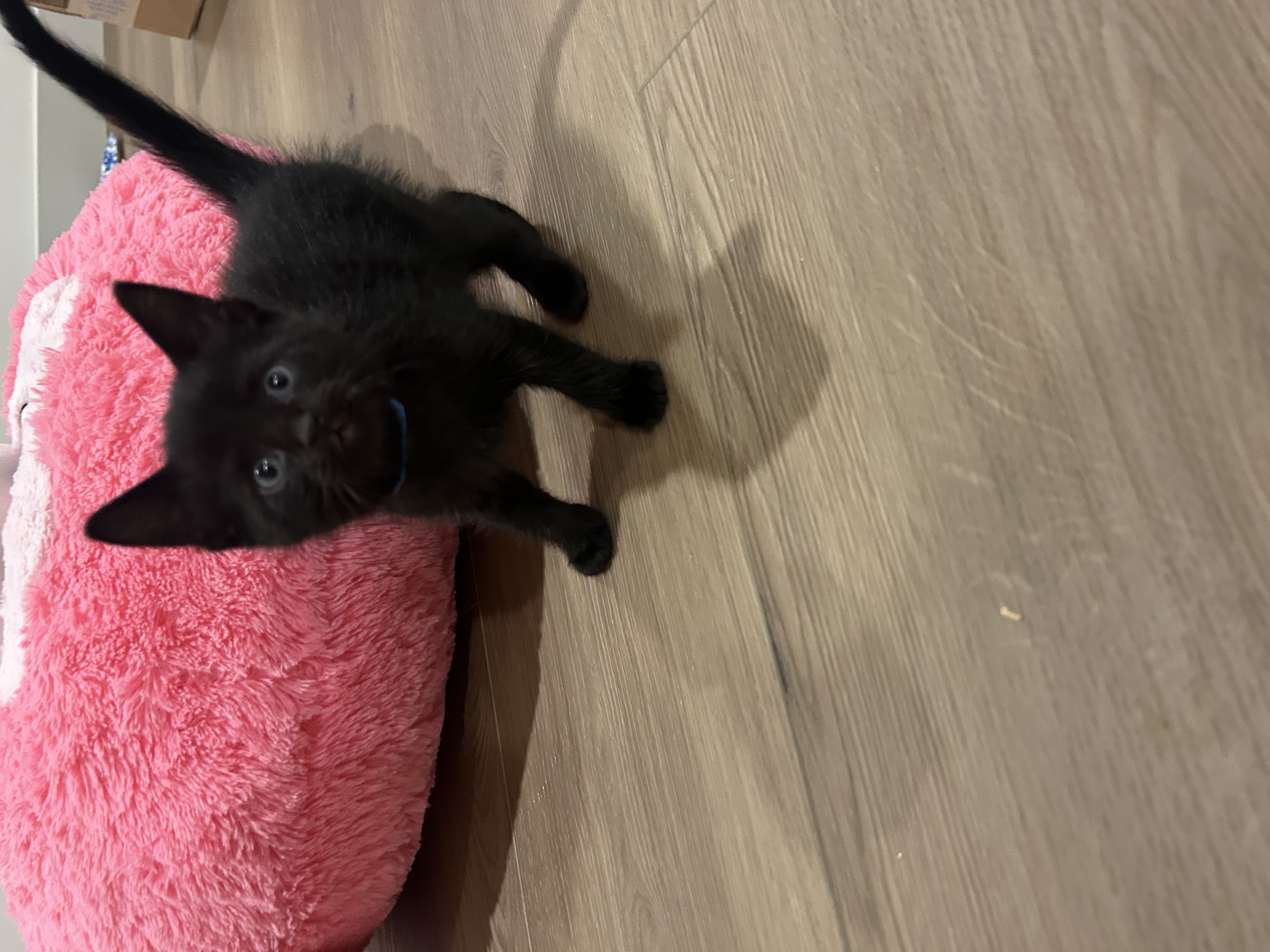 Picture of the Animal Listed