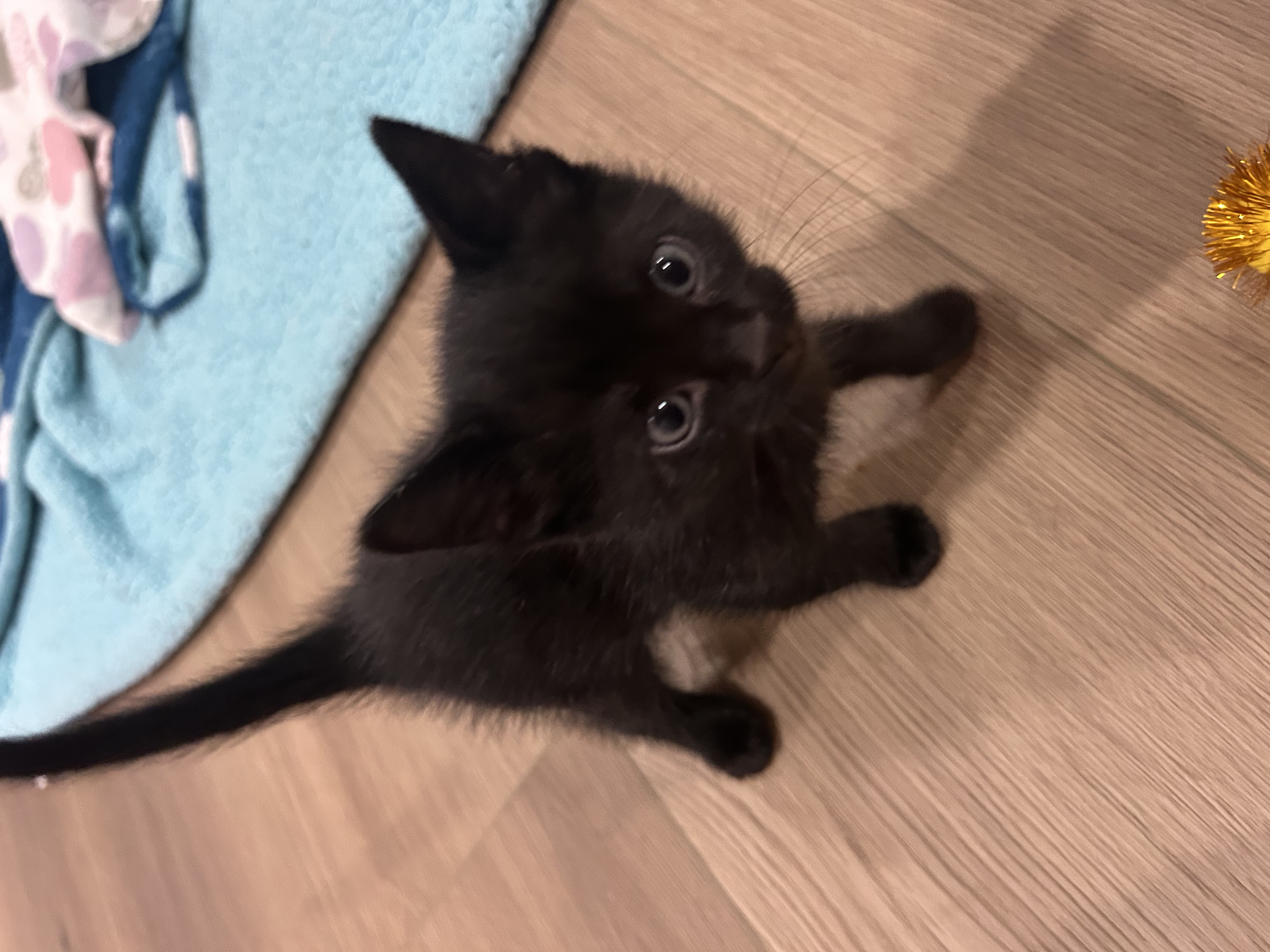 Picture of the Animal Listed