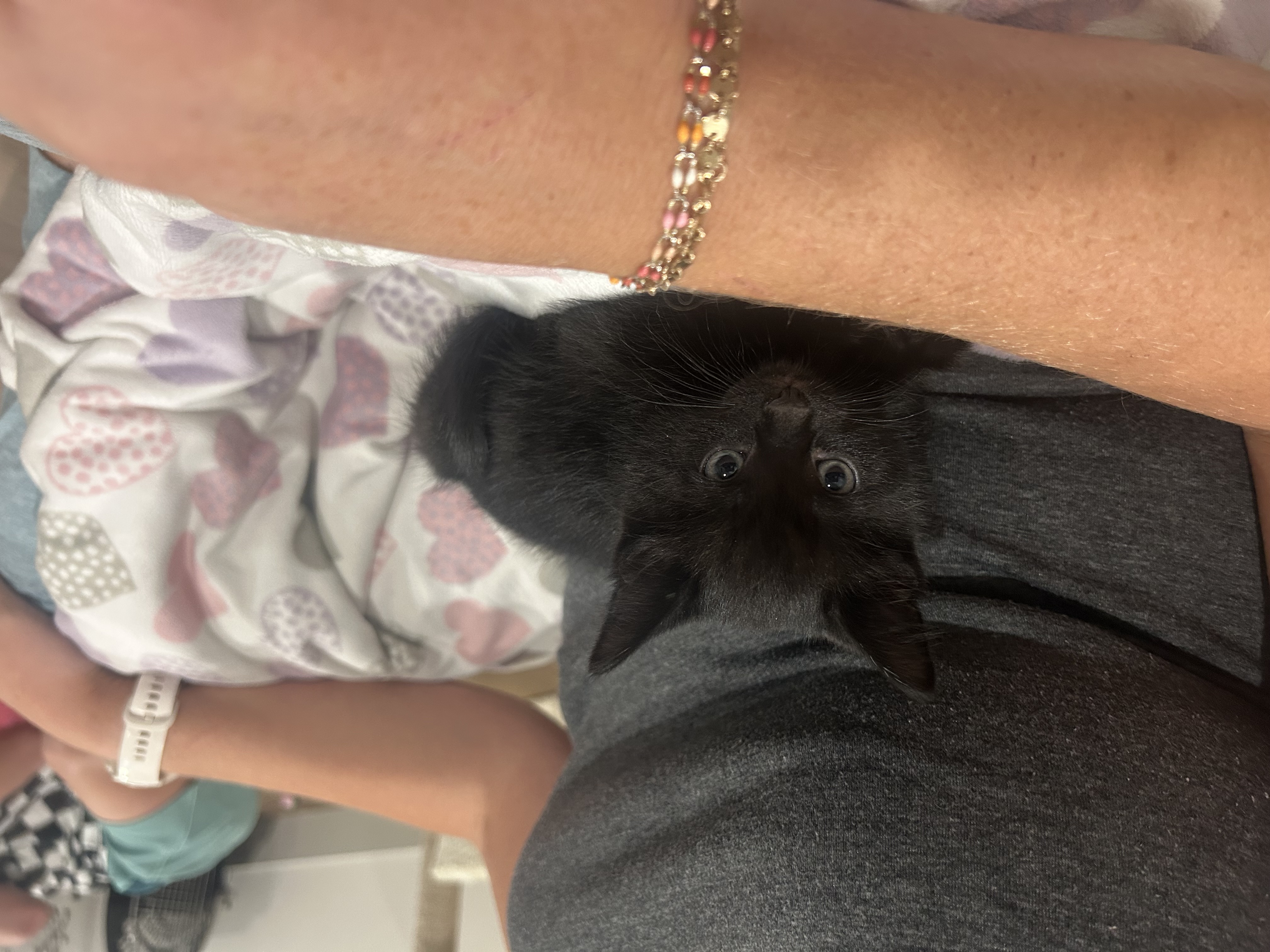 Picture of the Animal Listed