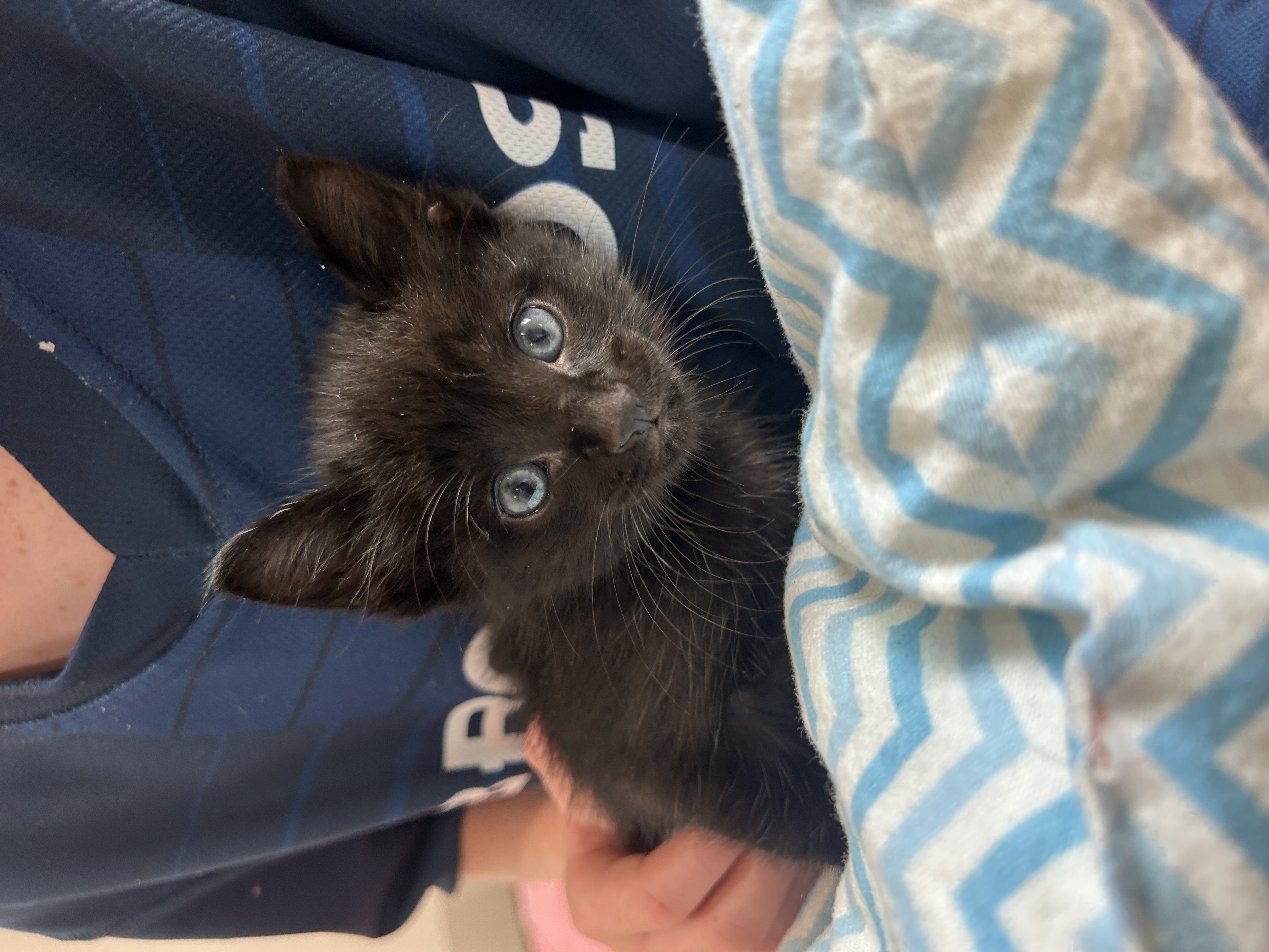 Picture of the Animal Listed