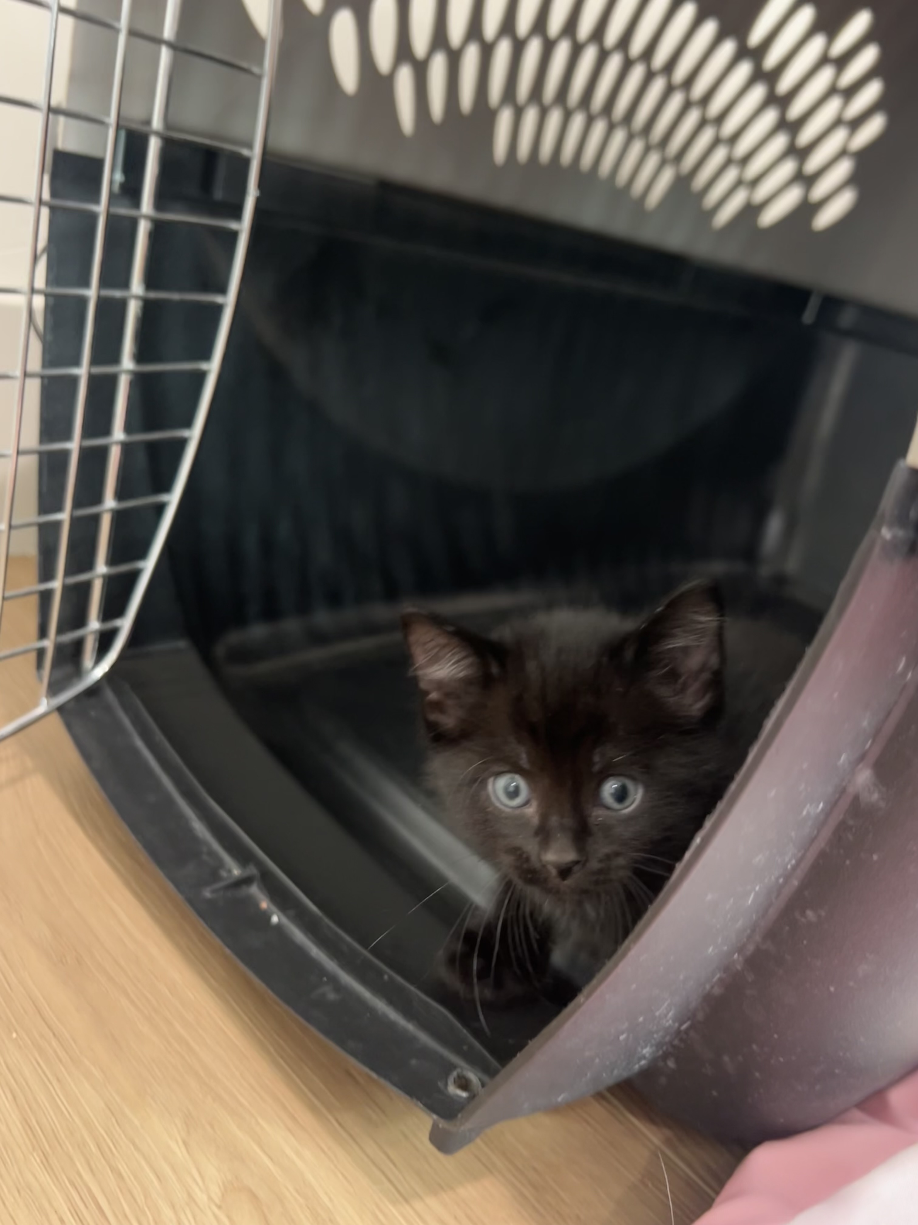 Picture of the Animal Listed