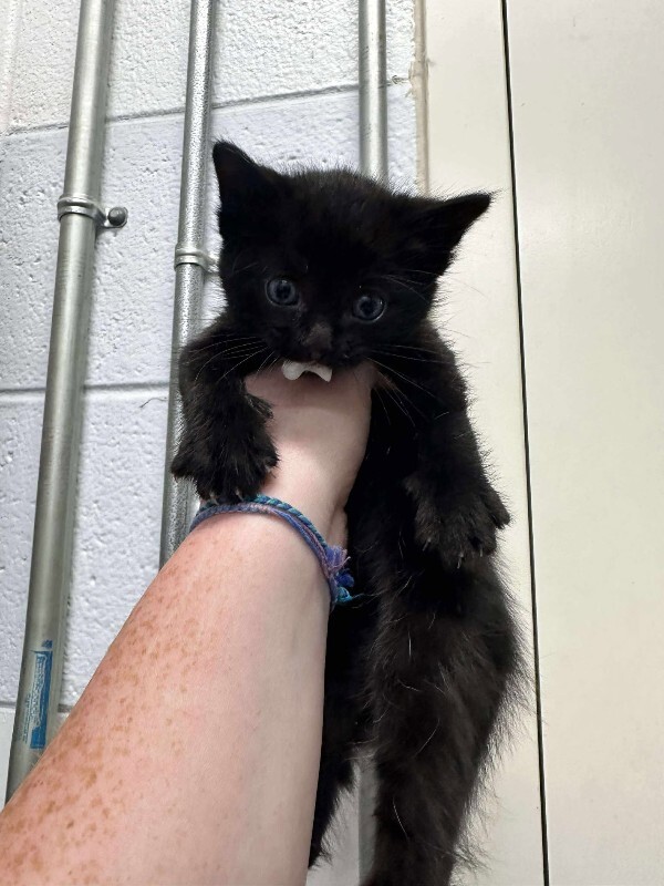 Picture of the Animal Listed
