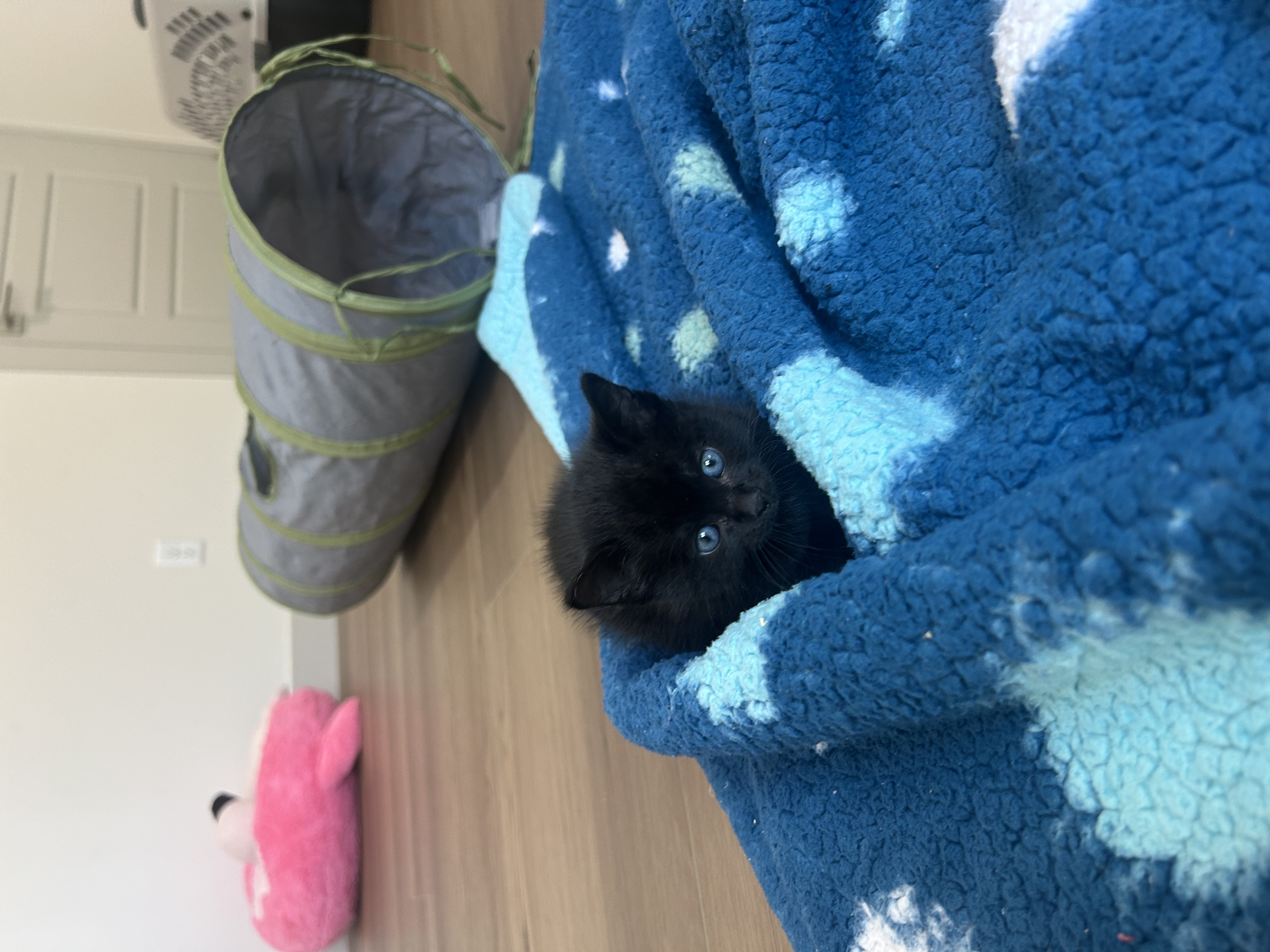 Picture of the Animal Listed