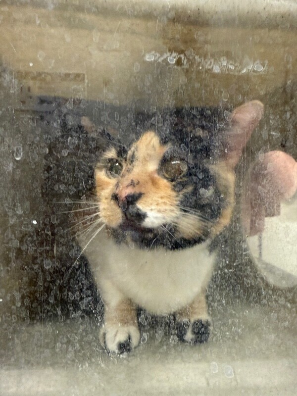 Picture of the Animal Listed