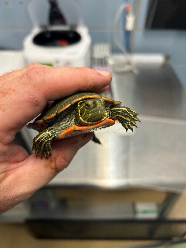 Picture of the Animal Listed