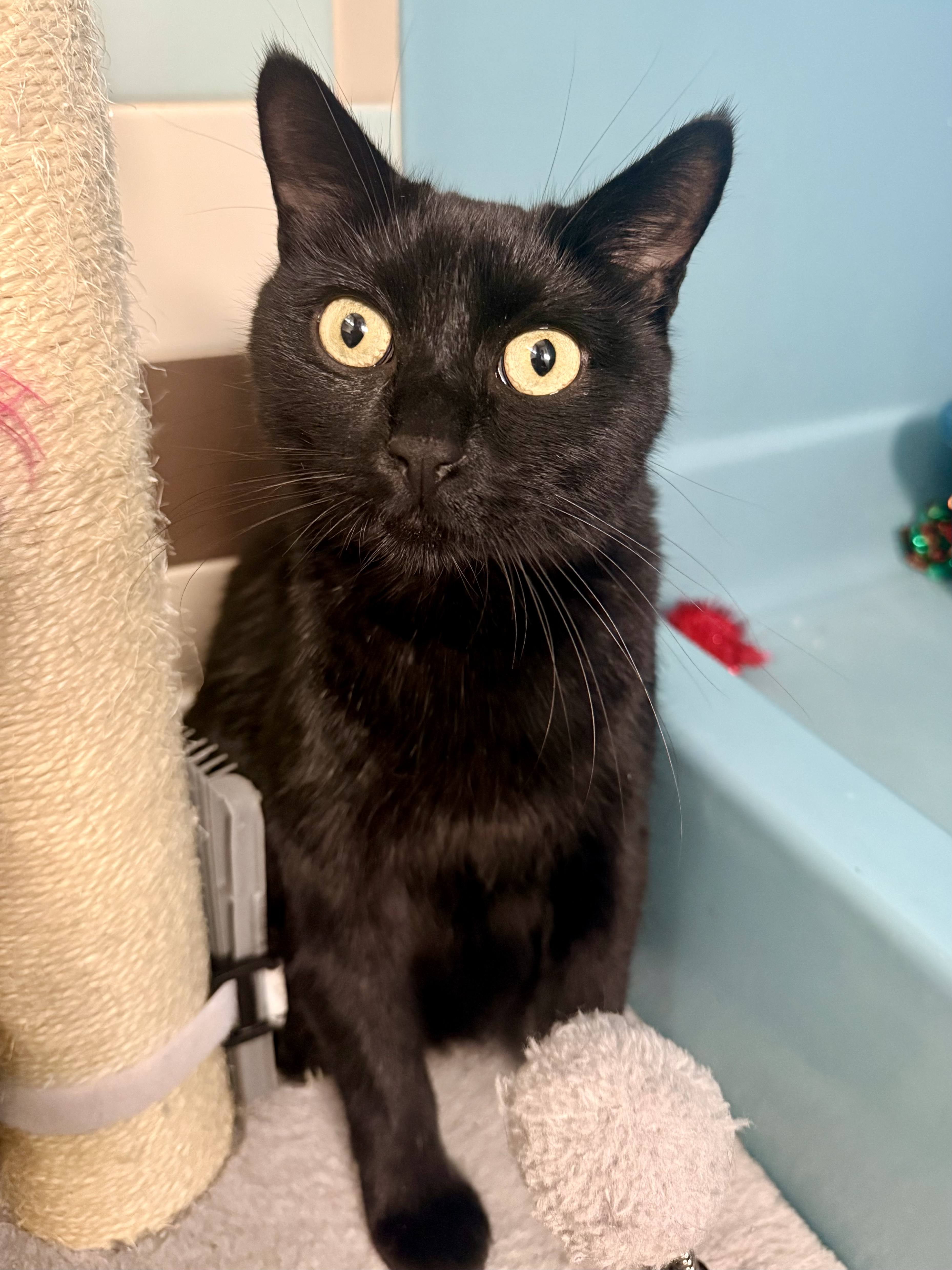 Picture of the Animal Listed