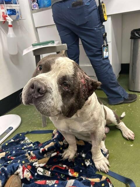 Picture of the Animal Listed