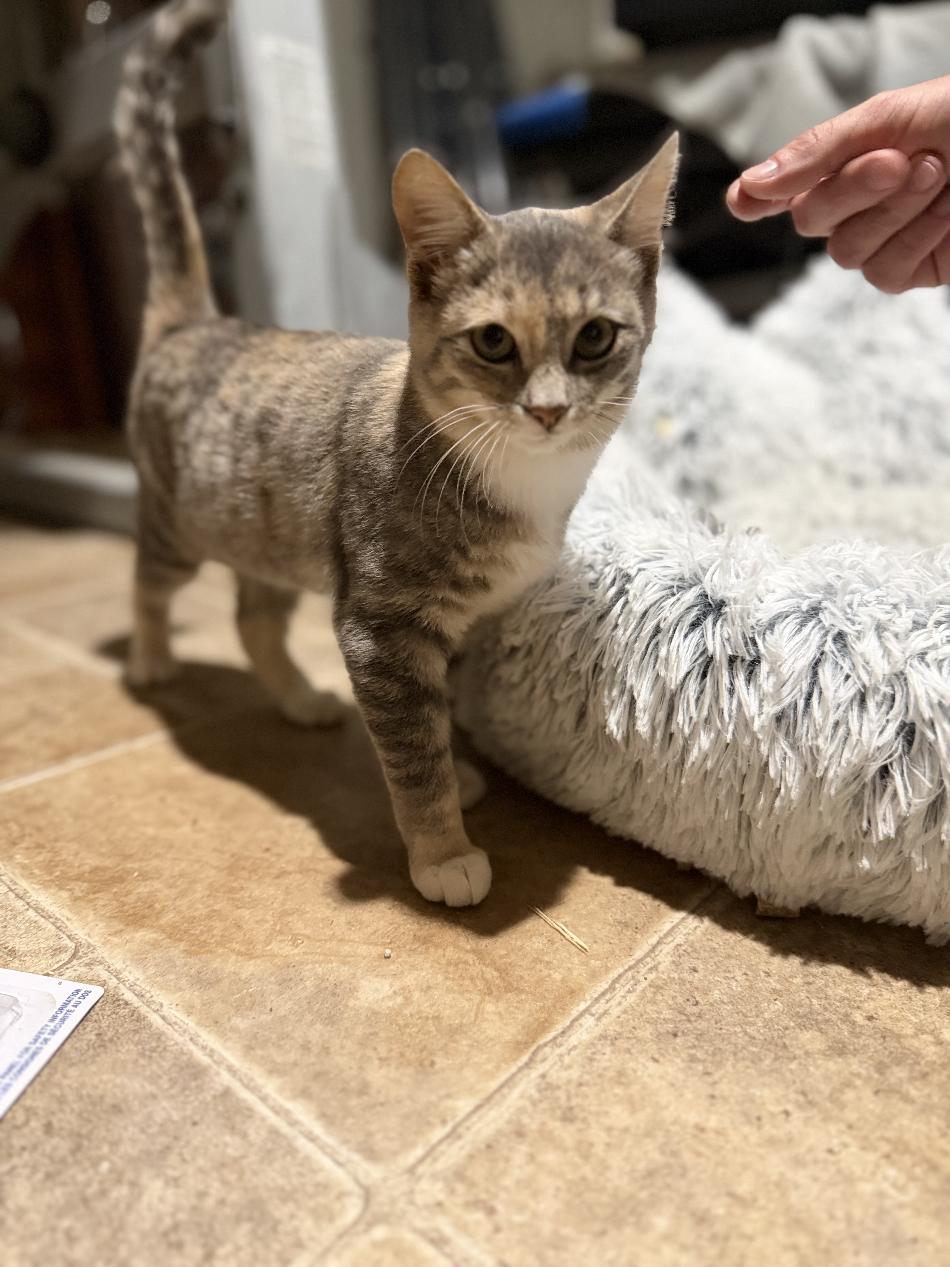 Picture of the Animal Listed