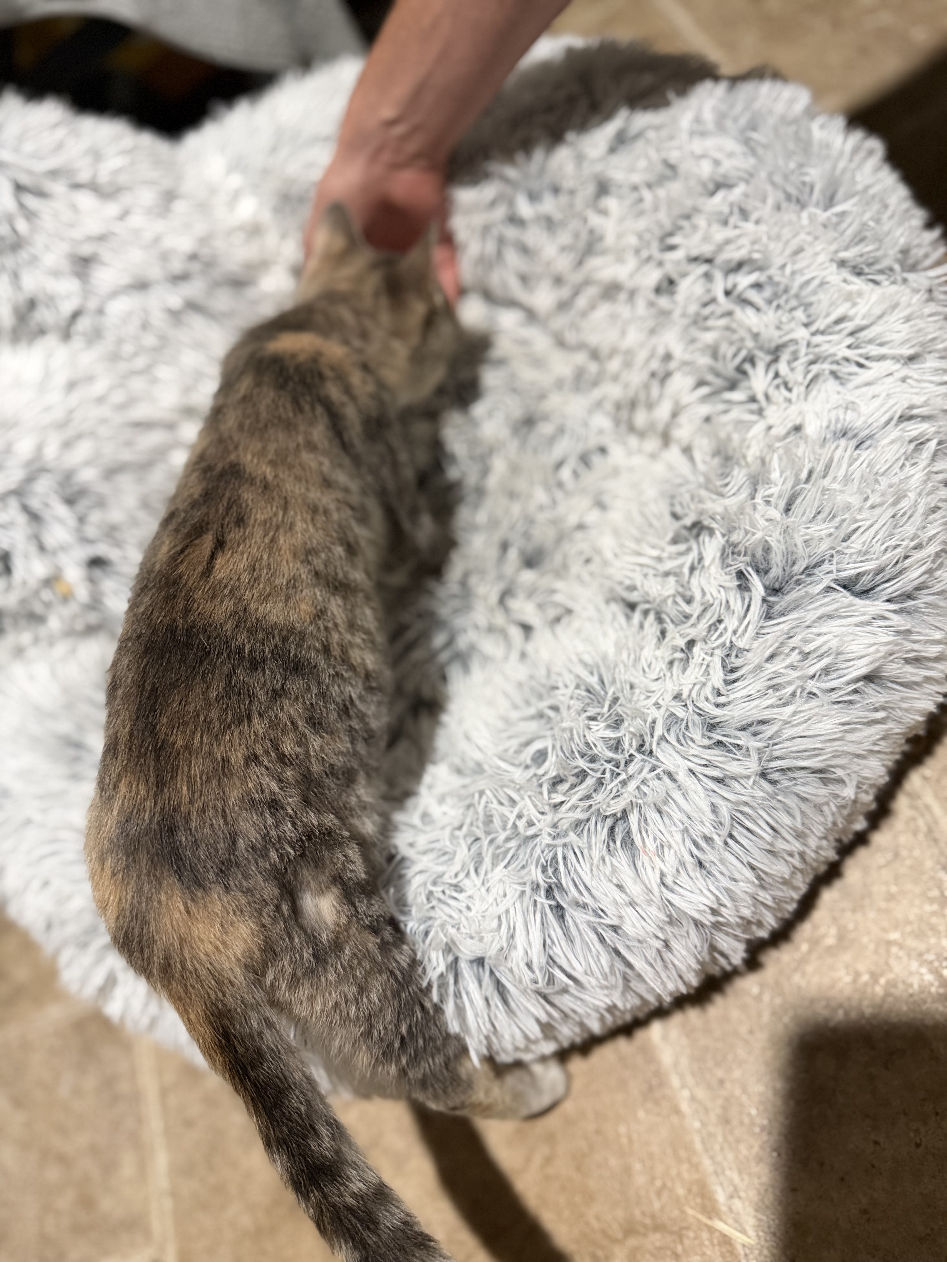 Picture of the Animal Listed
