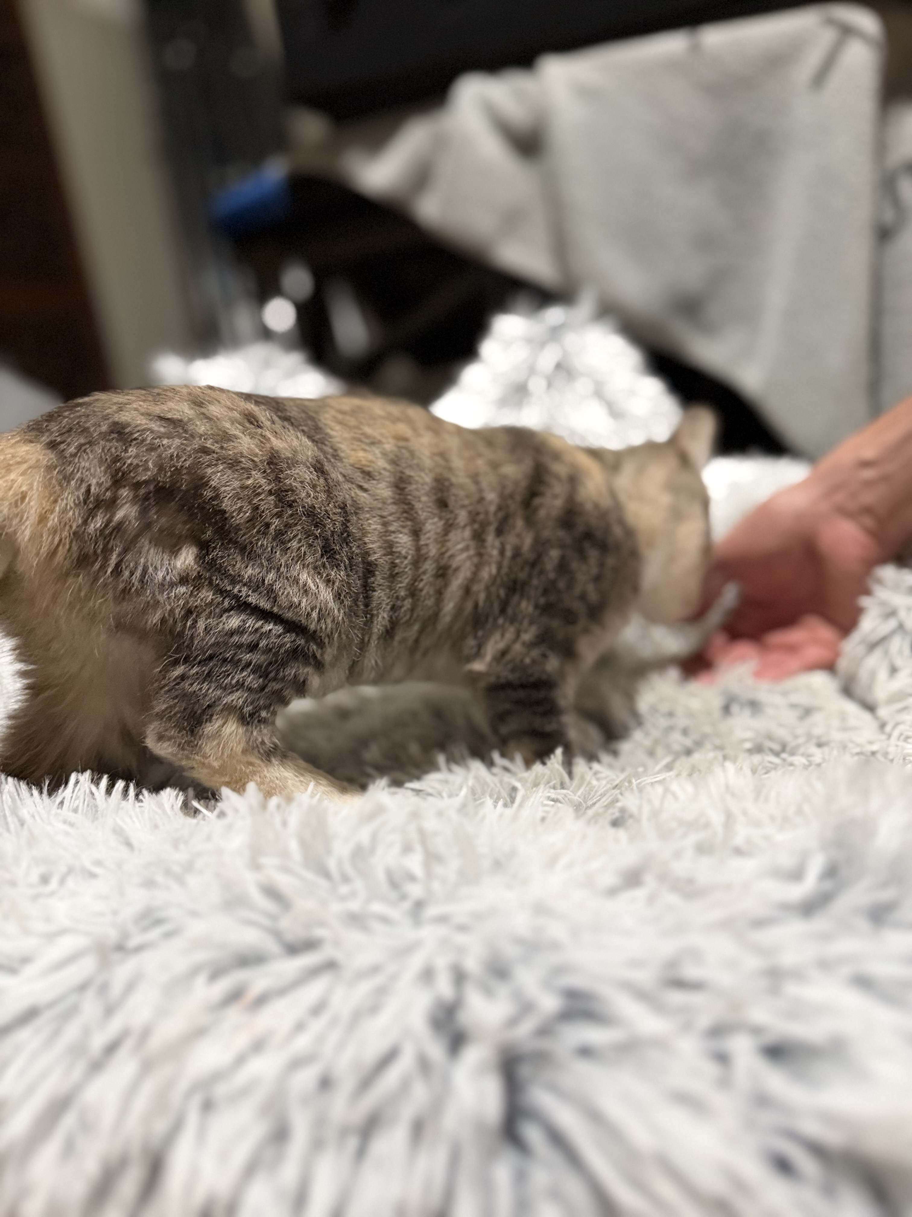 Picture of the Animal Listed
