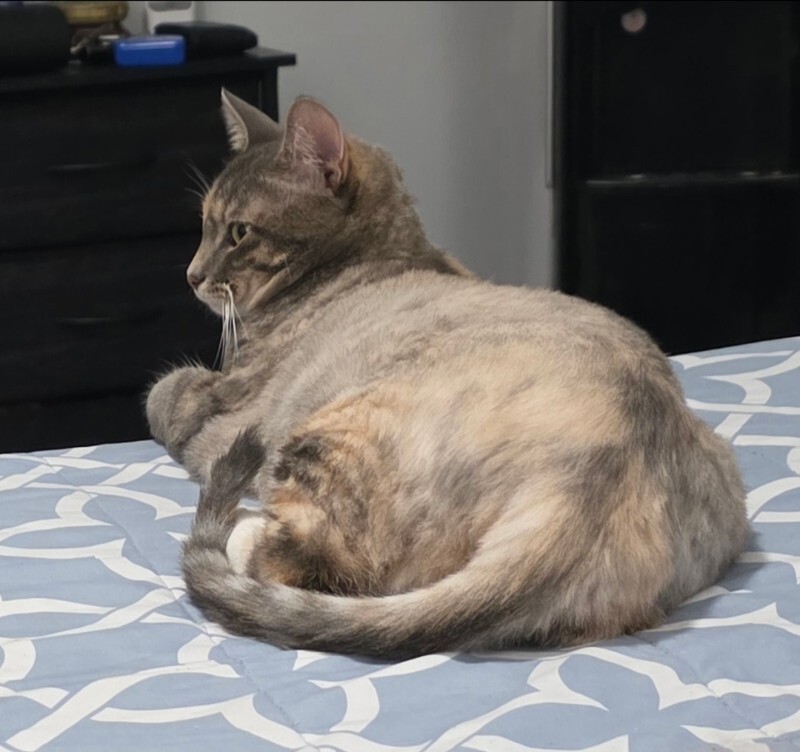 Picture of the Animal Listed