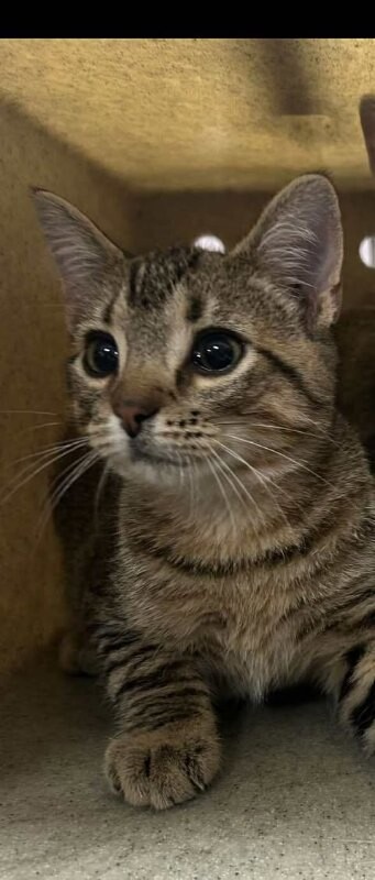 Picture of the Animal Listed