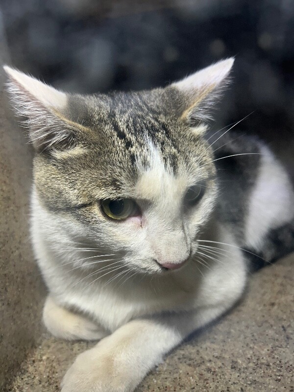 Picture of the Animal Listed