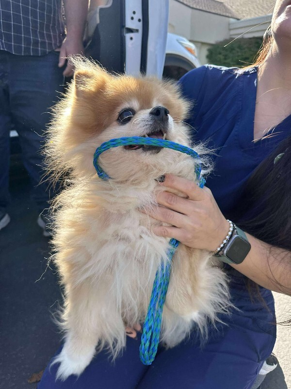 Picture of the Animal Listed