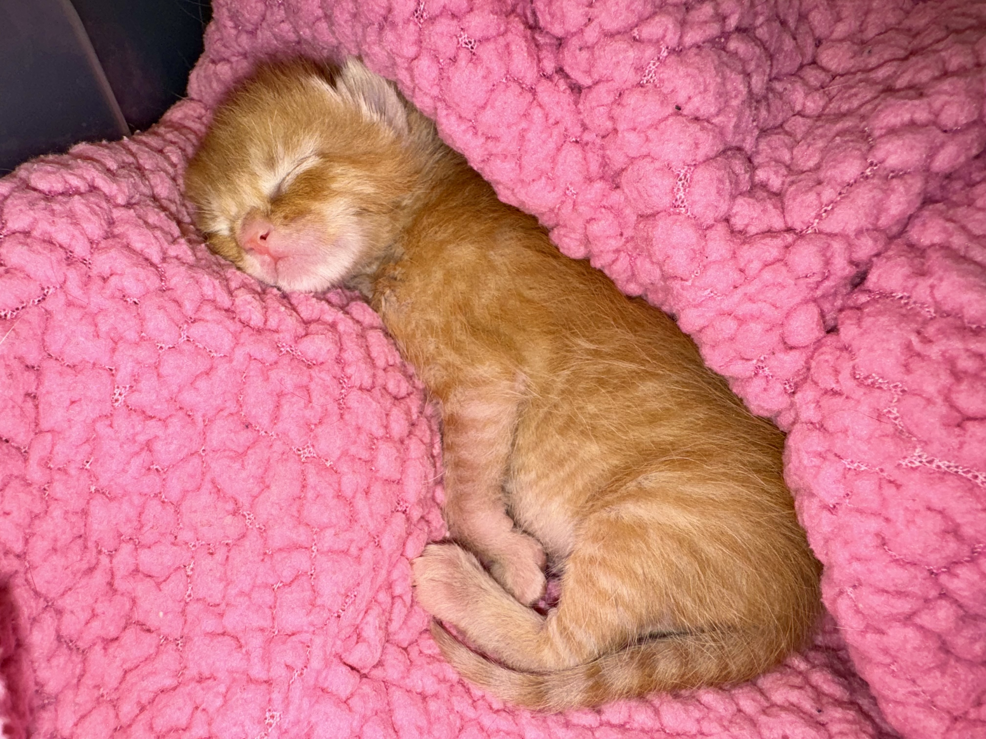 Picture of the Animal Listed