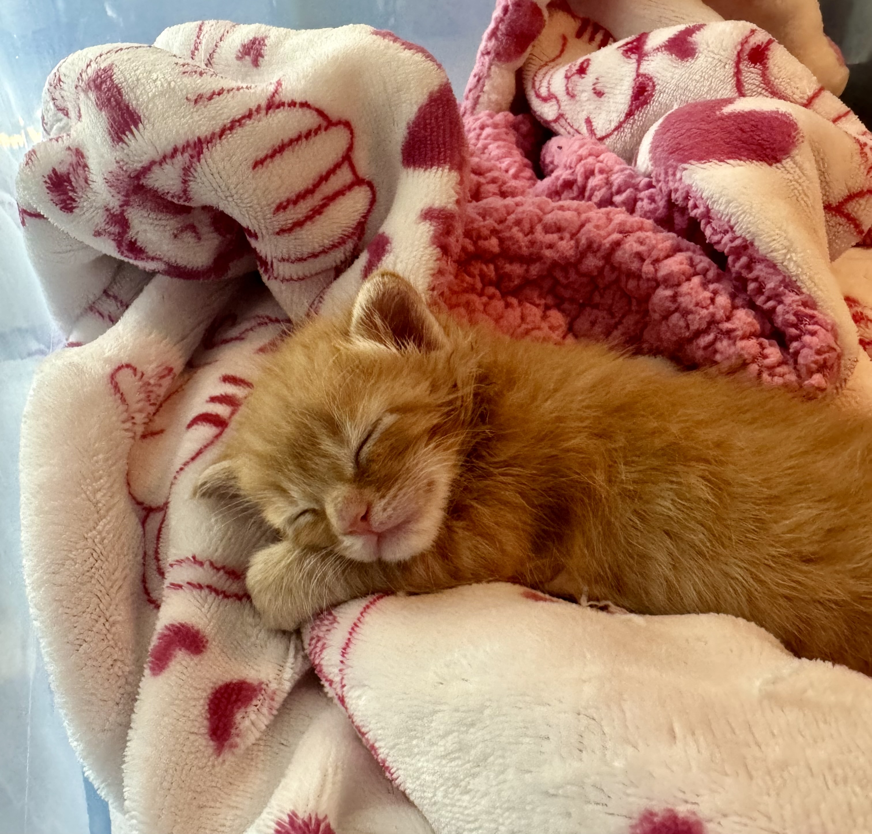 Picture of the Animal Listed