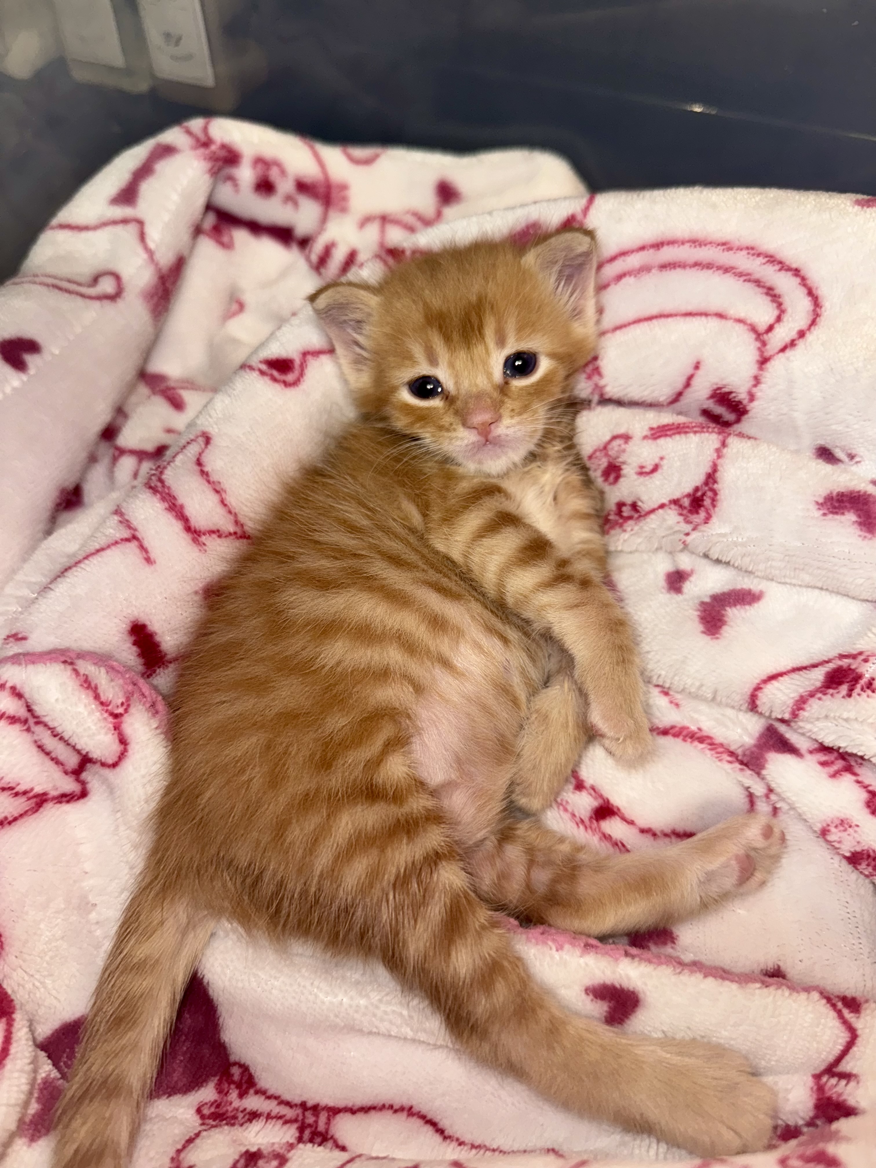 Picture of the Animal Listed