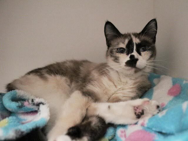 Picture of the Animal Listed