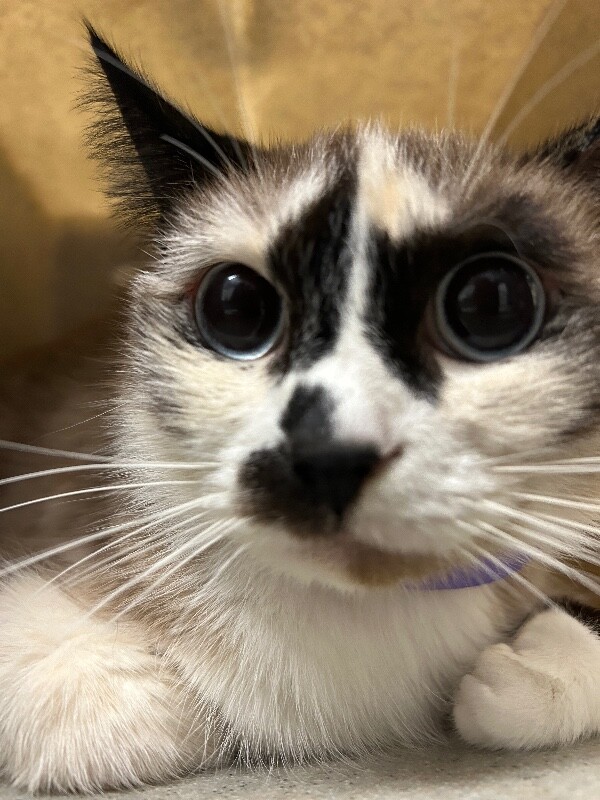 Picture of the Animal Listed