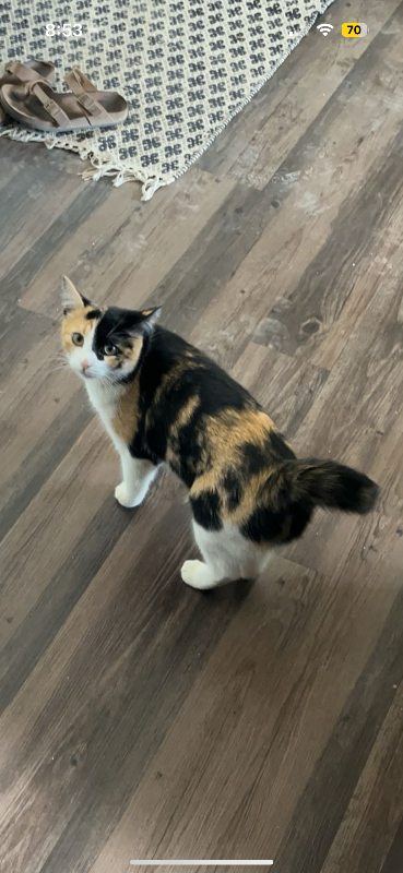 Picture of the Animal Listed