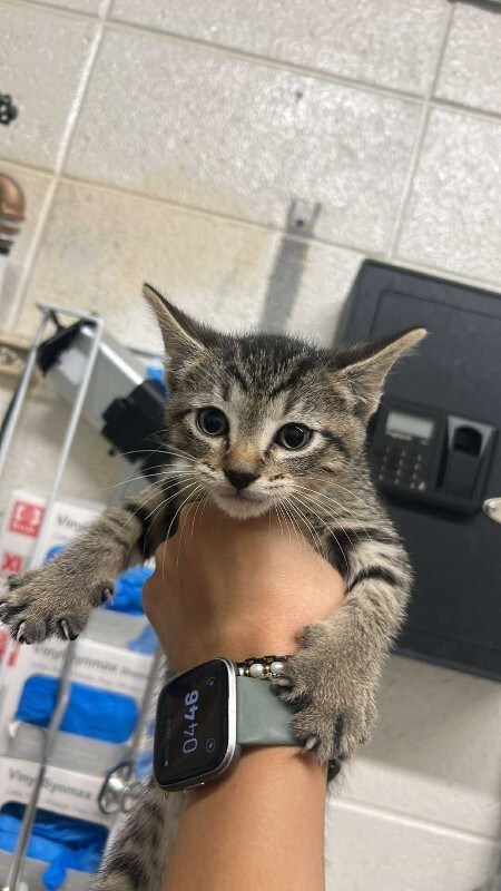 Picture of the Animal Listed