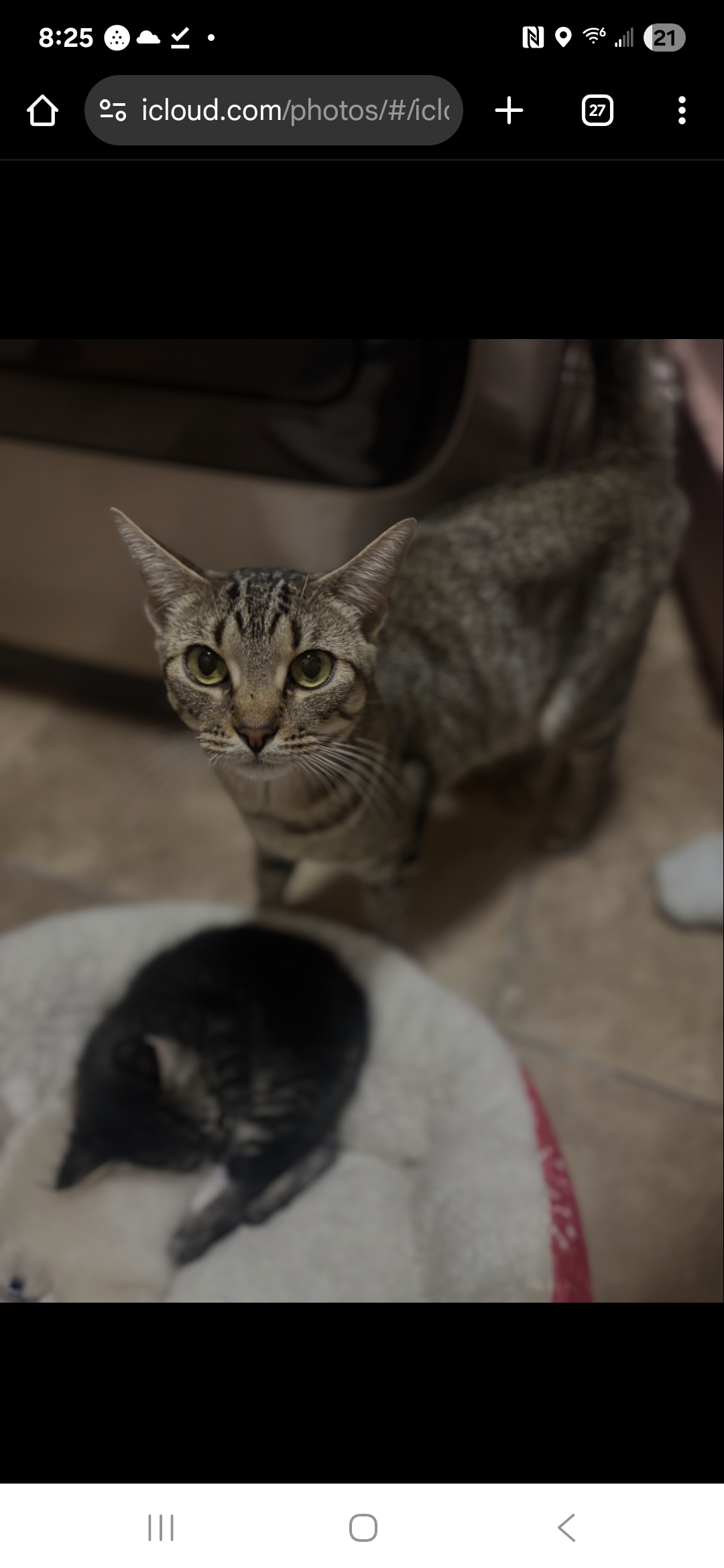 Picture of the Animal Listed