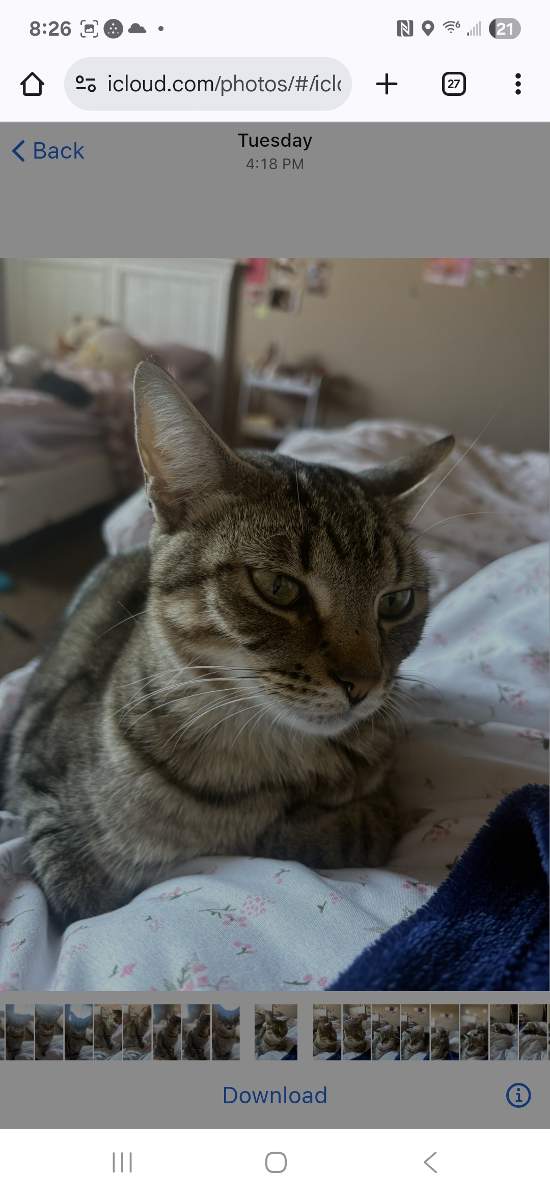 Picture of the Animal Listed