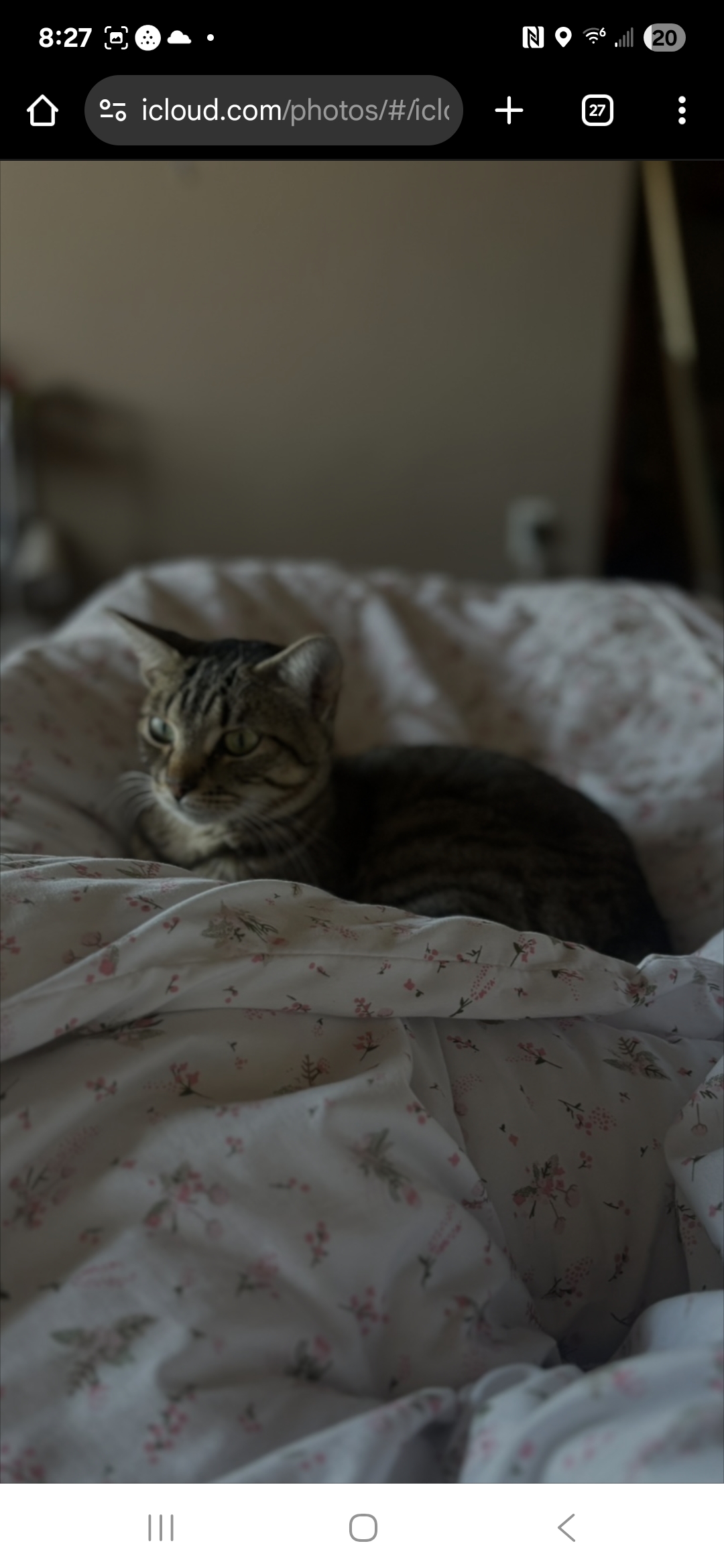 Picture of the Animal Listed