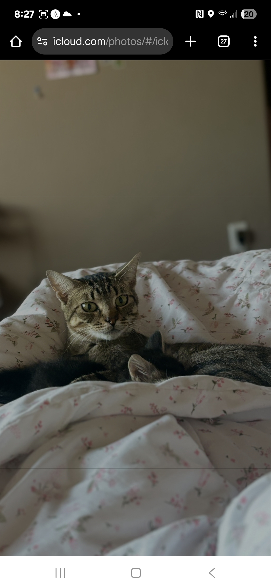 Picture of the Animal Listed