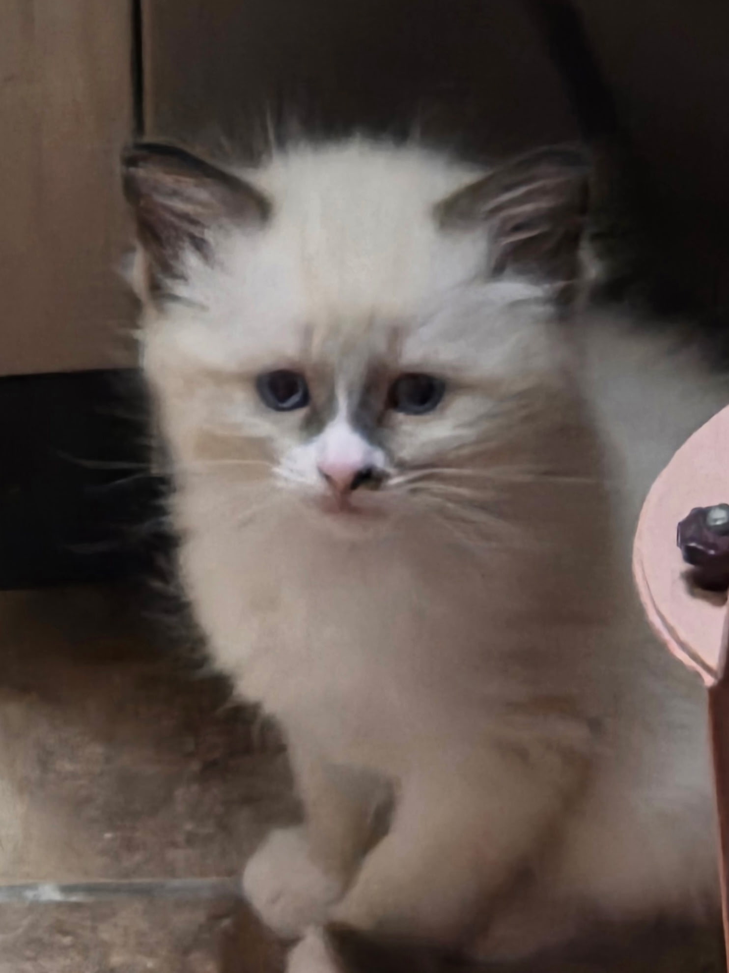 Picture of the Animal Listed