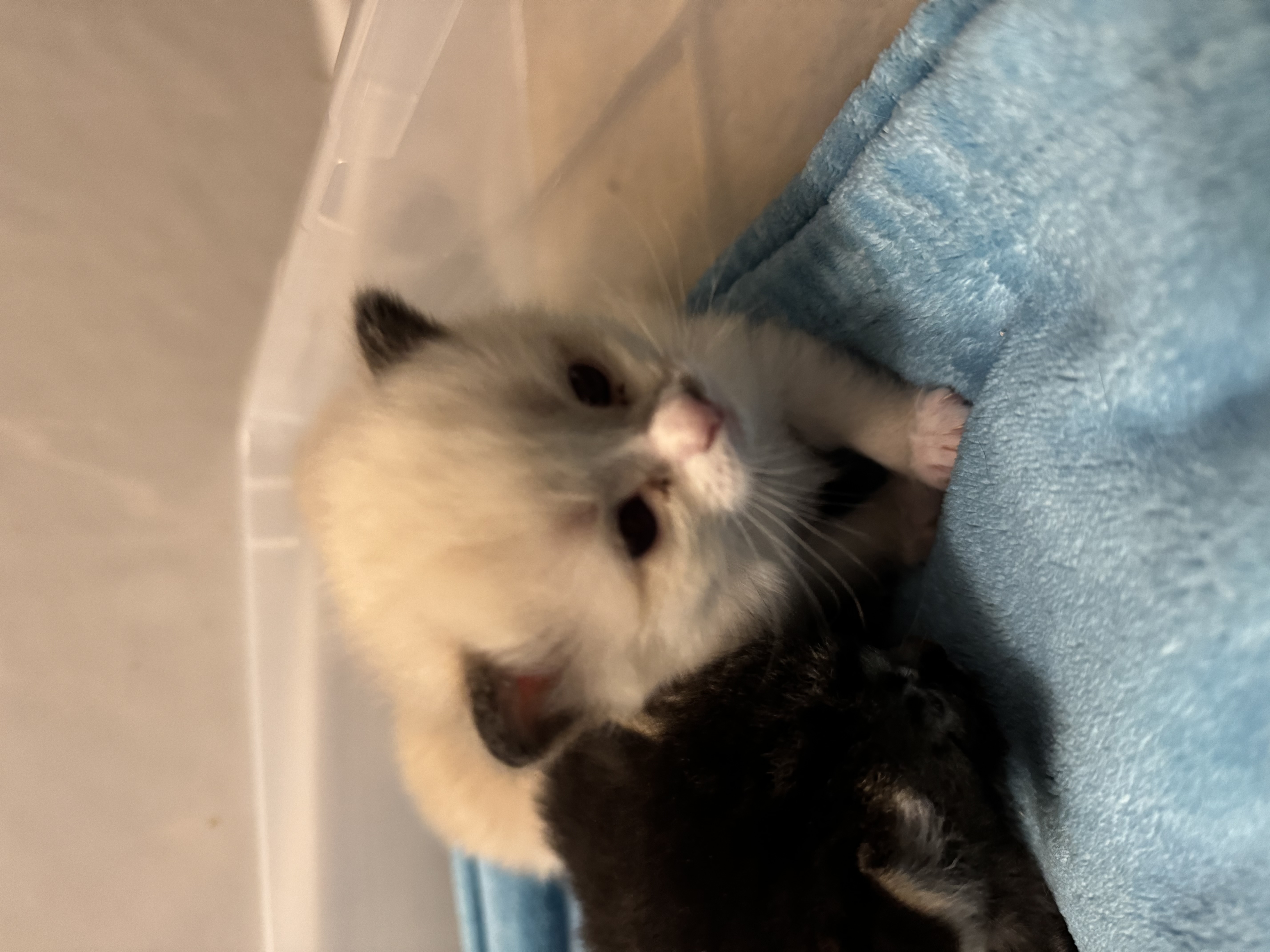 Picture of the Animal Listed