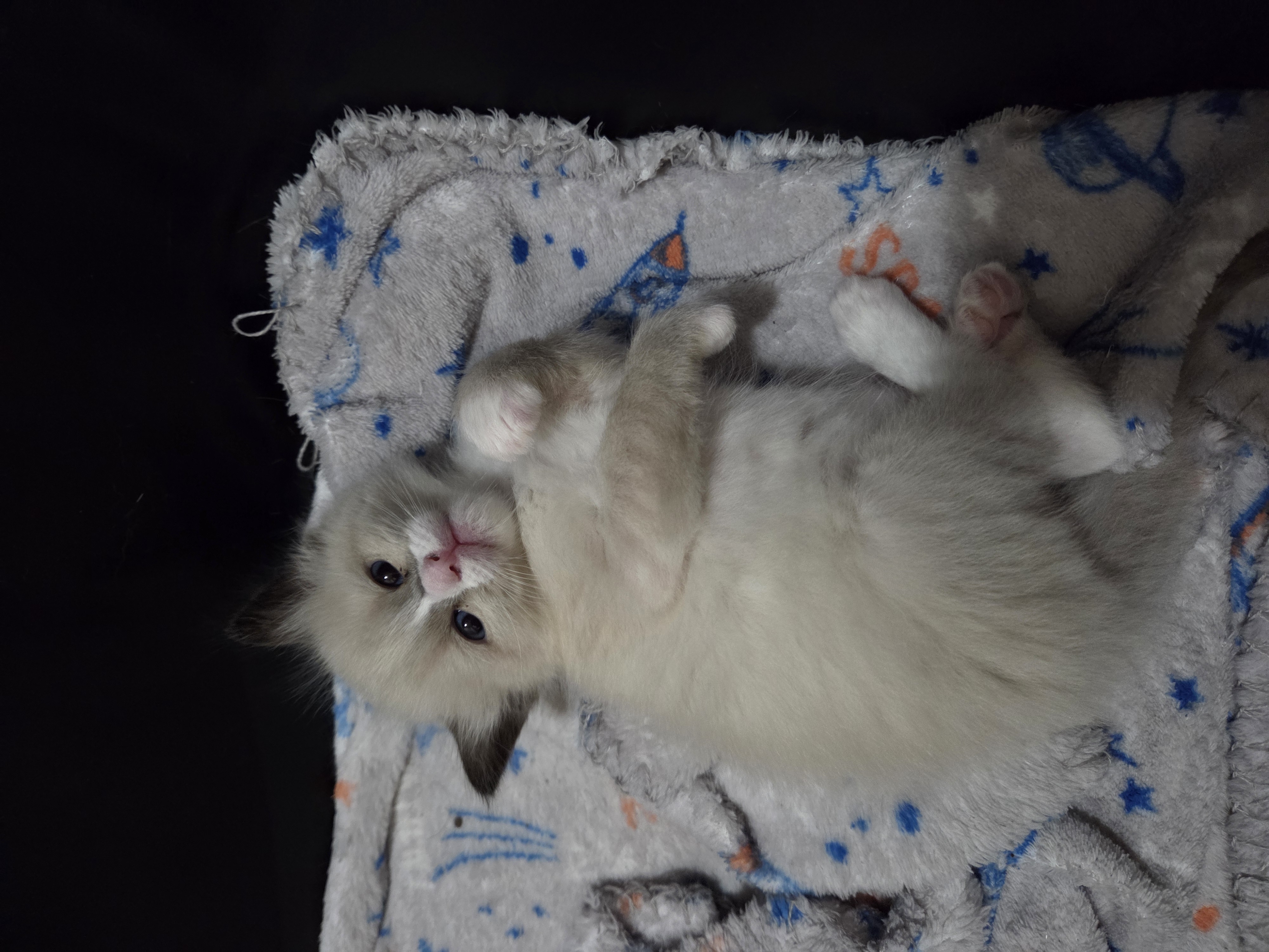 Picture of the Animal Listed